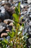 Salix alatavica