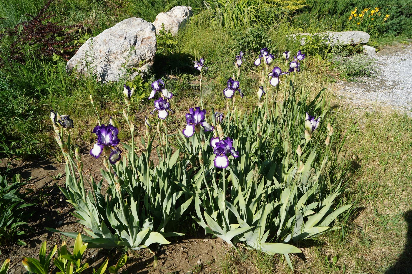 Image of Iris &times; hybrida specimen.