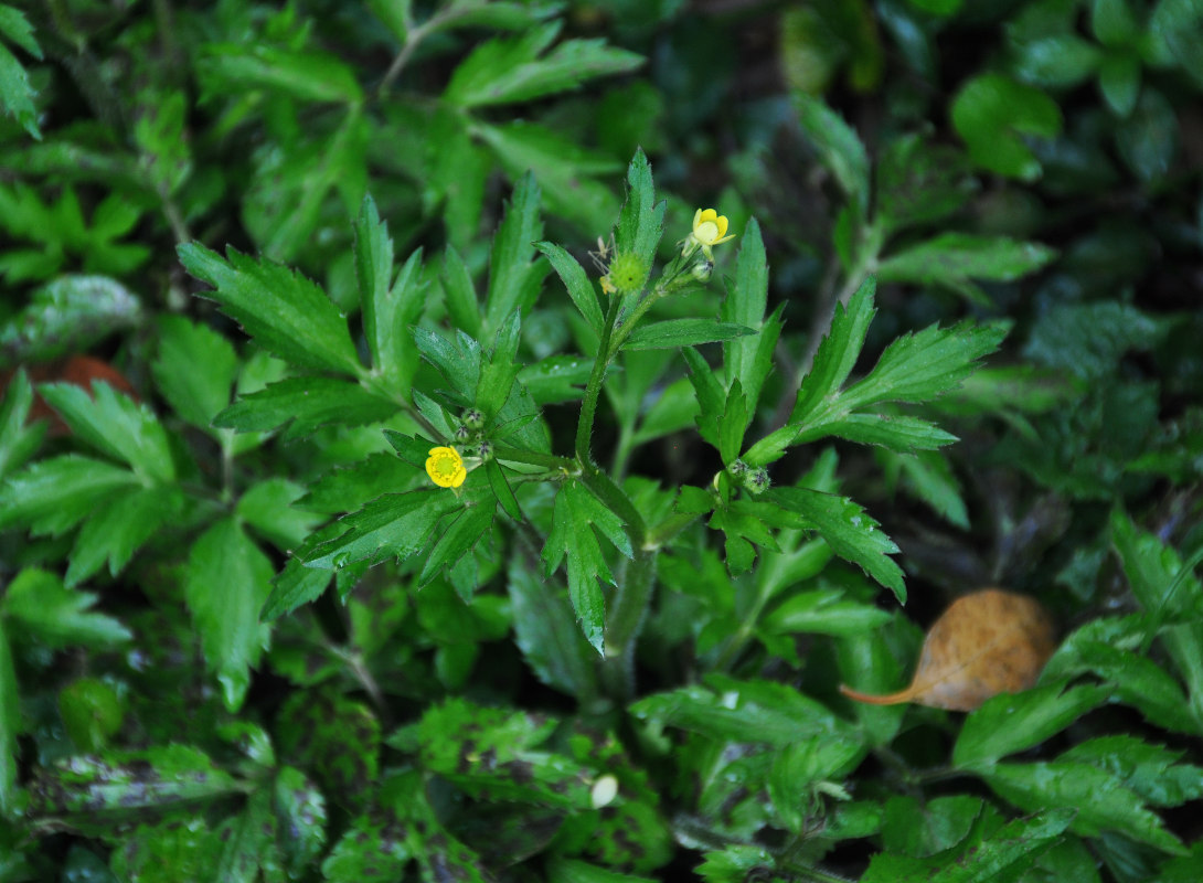 Изображение особи Ranunculus cantoniensis.