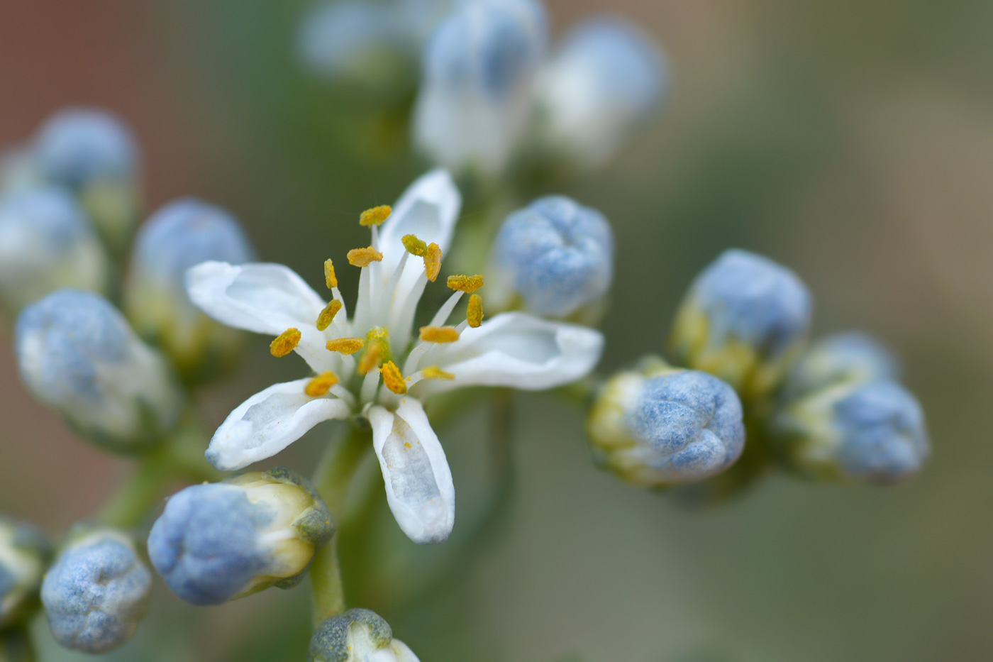 Image of Nitraria sibirica specimen.