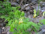 Lathyrus gmelinii