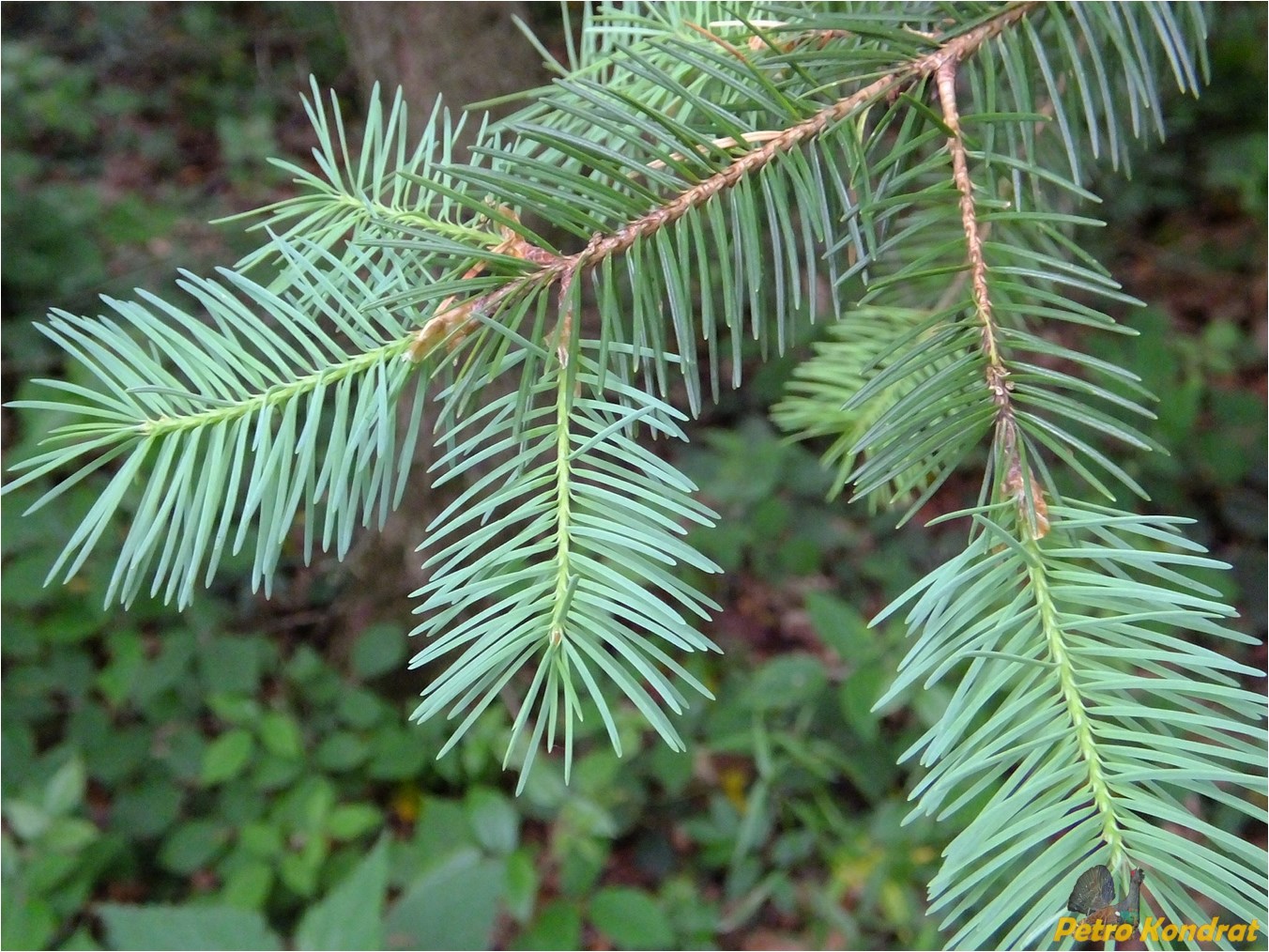 Изображение особи Pseudotsuga menziesii.