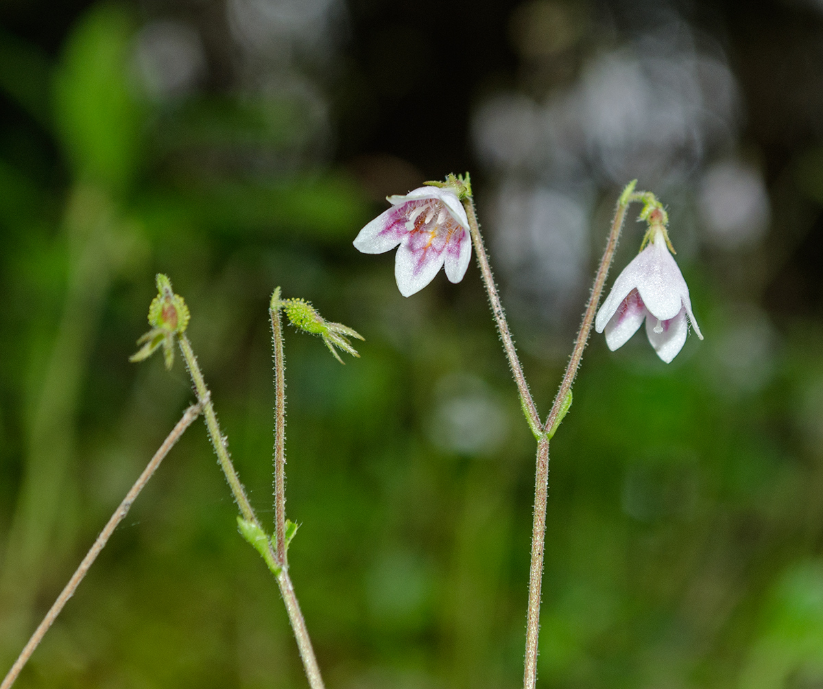 Image of Linnaea borealis specimen.