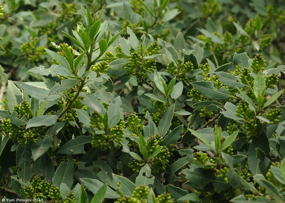 Image of Rhamnus alaternus specimen.