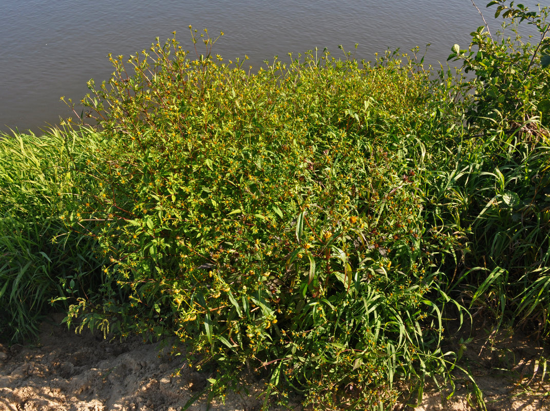 Image of Bidens cernua specimen.