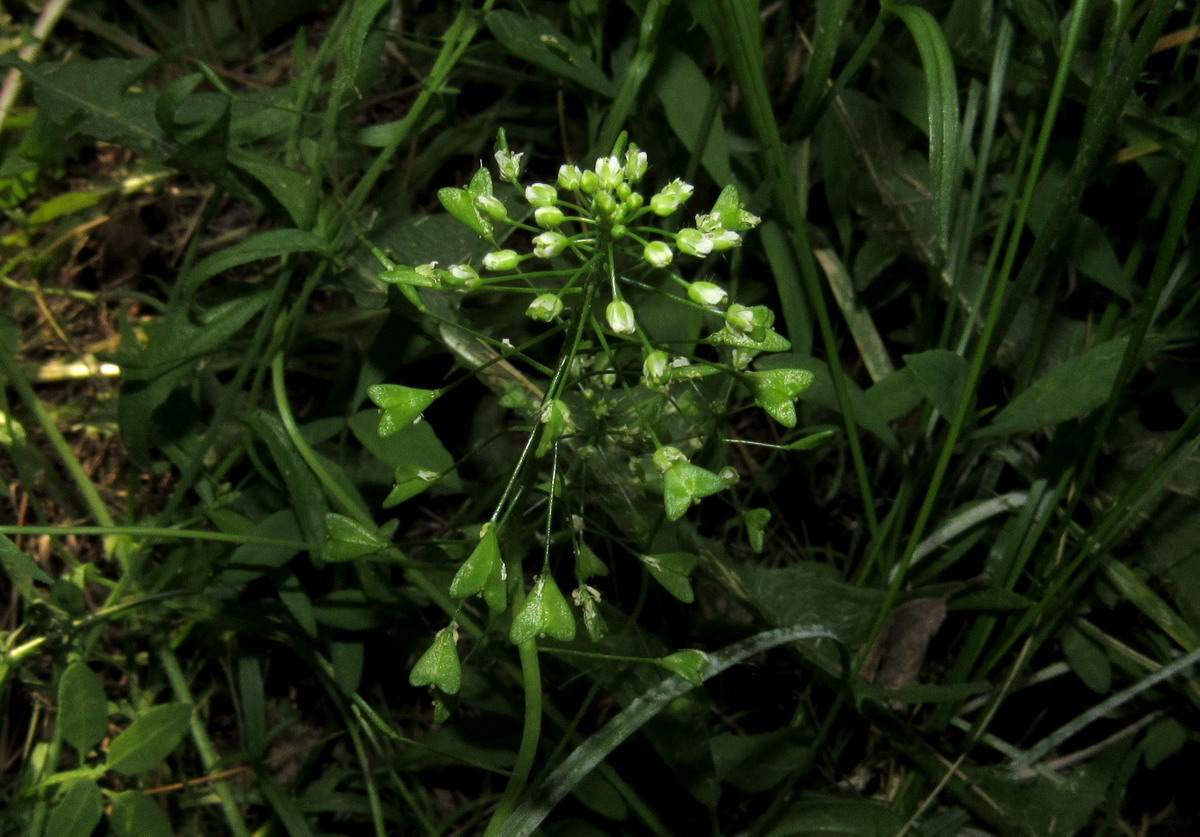 Image of Capsella orientalis specimen.