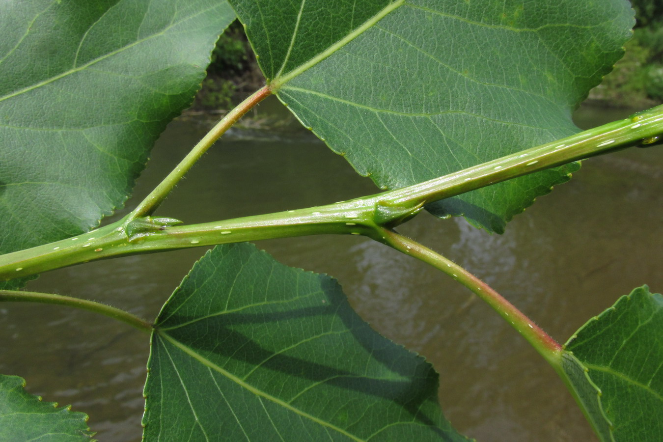 Изображение особи Populus &times; jrtyschensis.