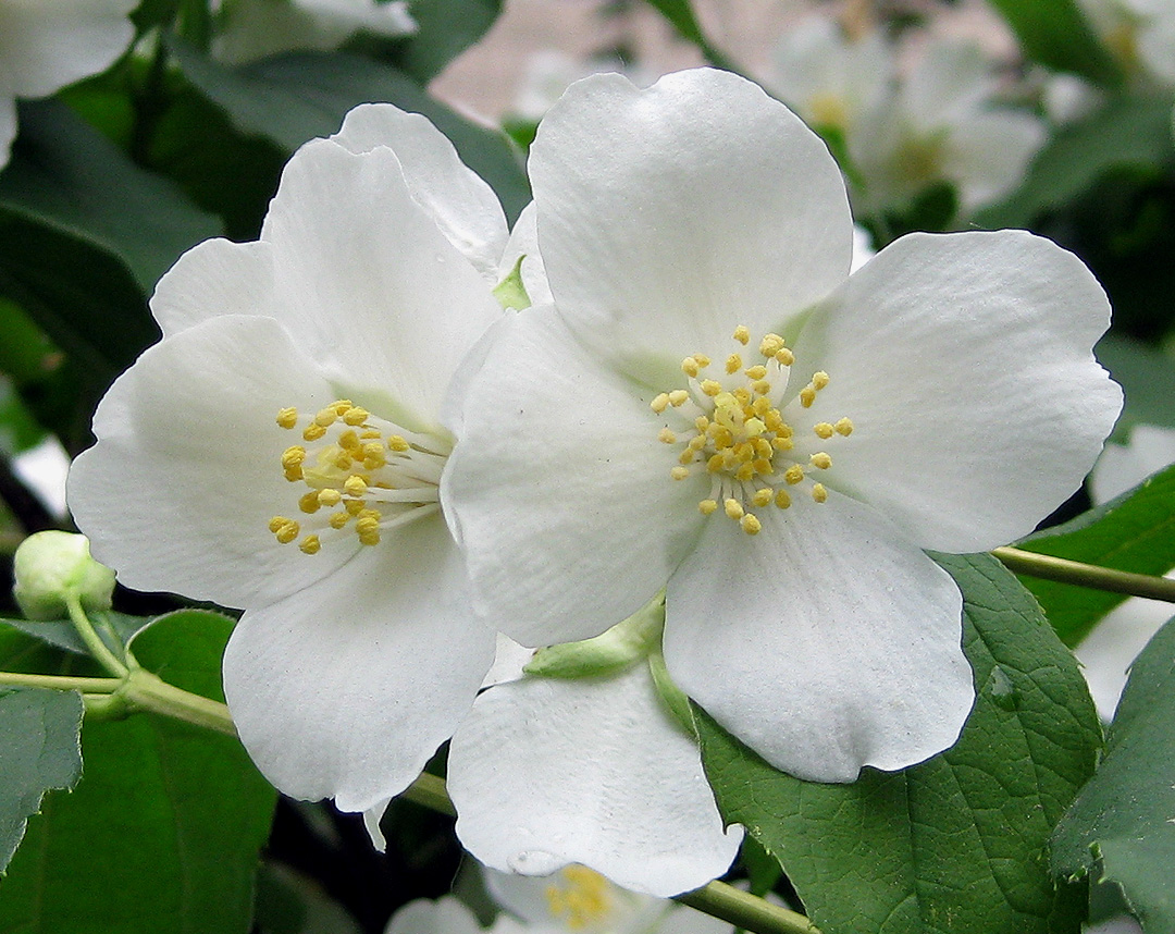 Image of Philadelphus coronarius specimen.