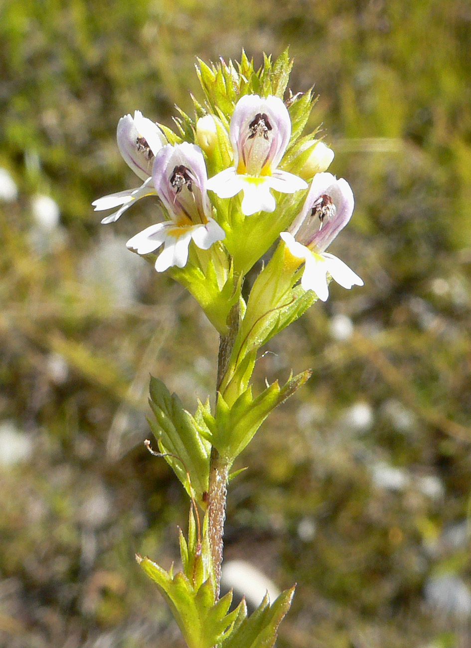 Изображение особи Euphrasia hyperborea.