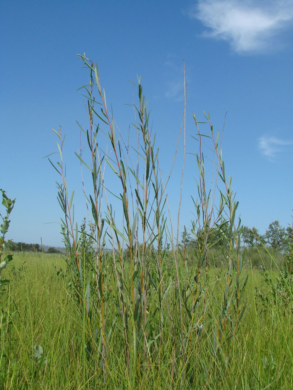 Image of genus Salix specimen.