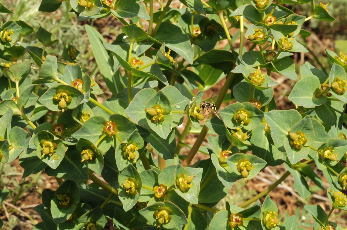 Изображение особи Euphorbia yaroslavii.