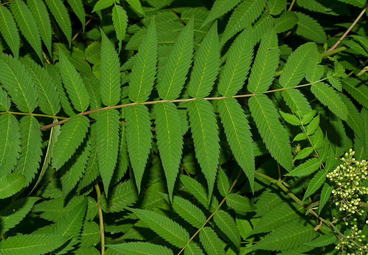 Image of Sorbaria sorbifolia specimen.