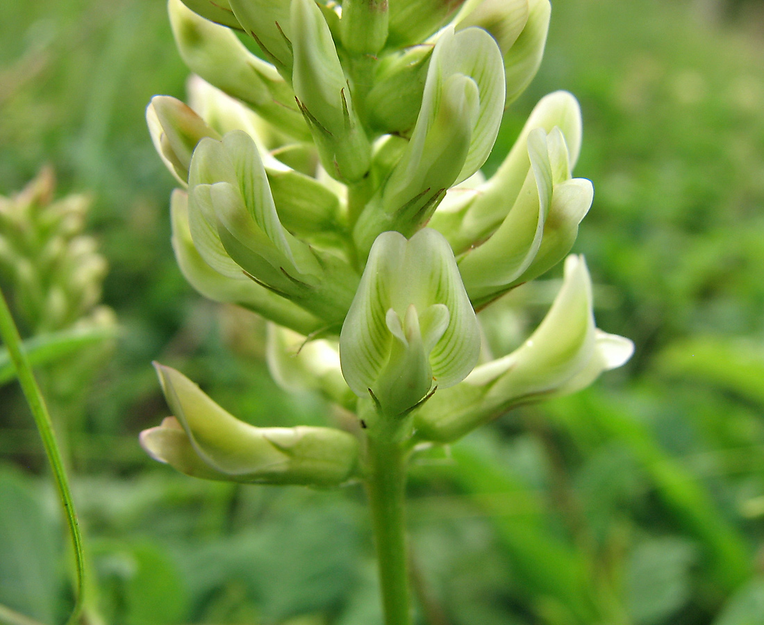 Изображение особи Astragalus glycyphyllos.