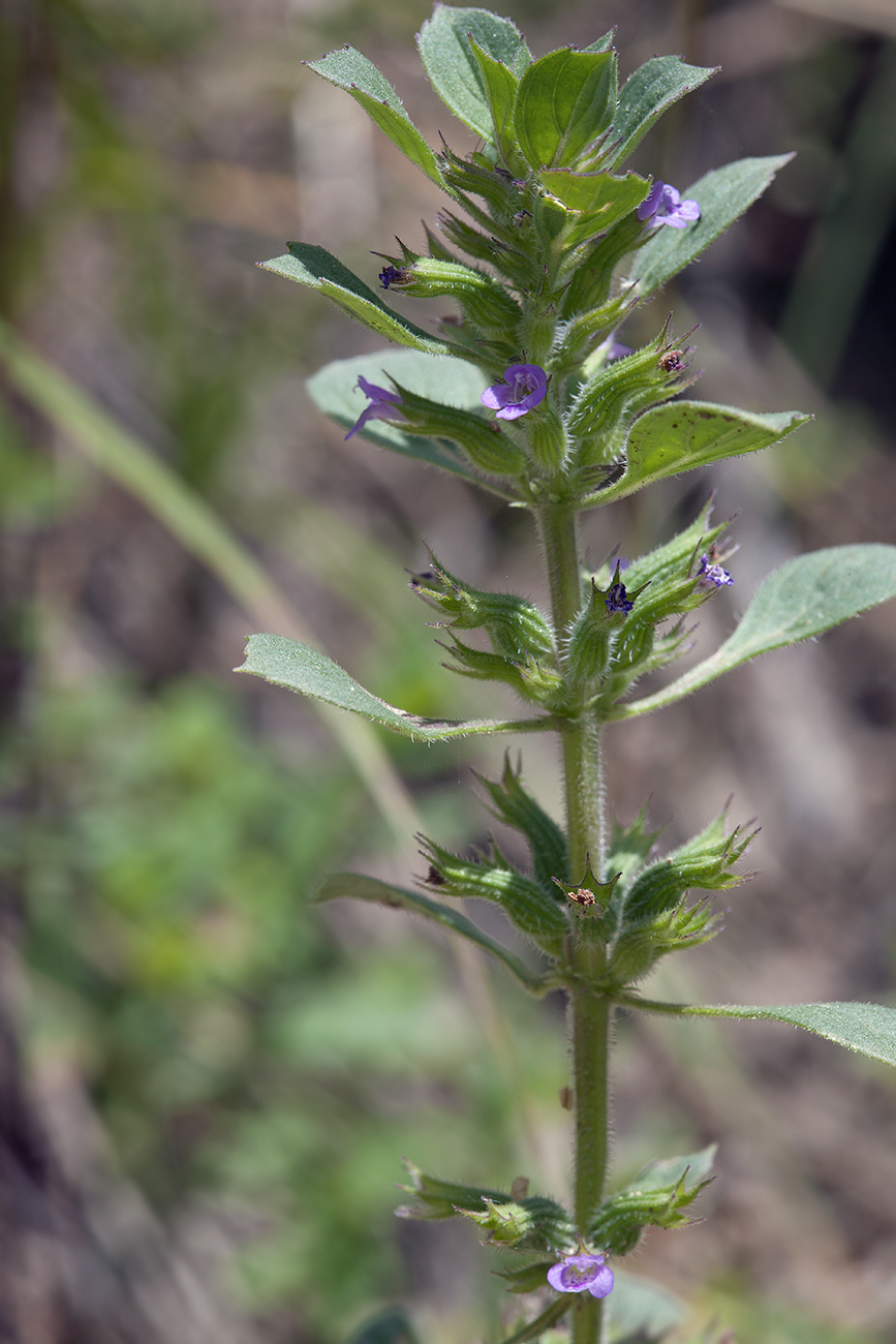 Image of Ziziphora graveolens specimen.