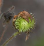 Sparmannia africana