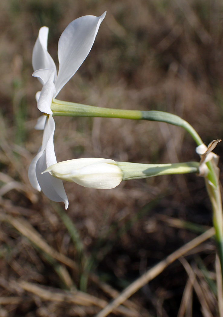 Image of Narcissus obsoletus specimen.