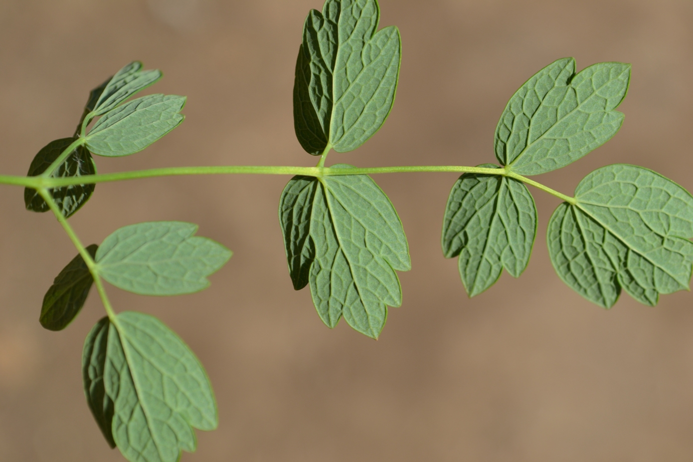 Image of Thalictrum minus specimen.