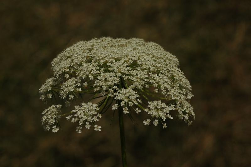 Image of Daucus carota specimen.