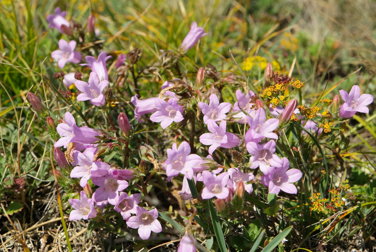 Image of Campanula talievii specimen.