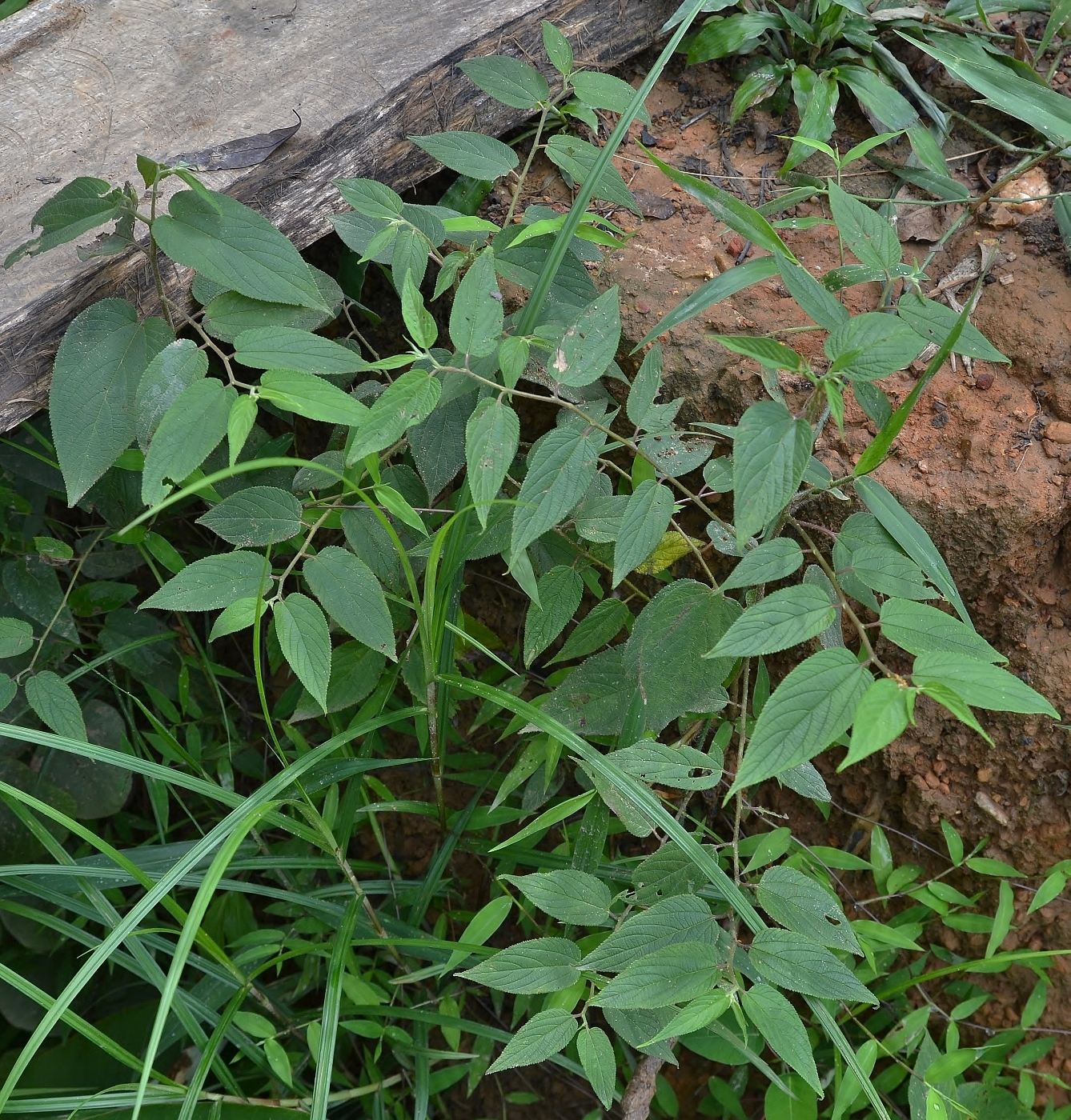 Image of familia Urticaceae specimen.