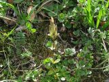 Gentiana glauca