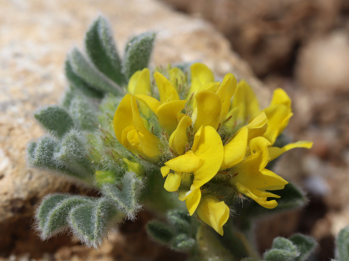 Изображение особи Medicago marina.