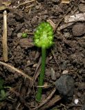 Ranunculus sobakus