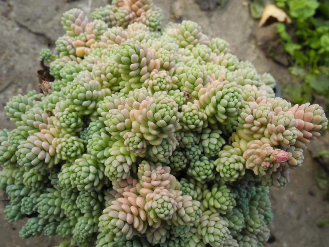 Image of Sedum dasyphyllum specimen.