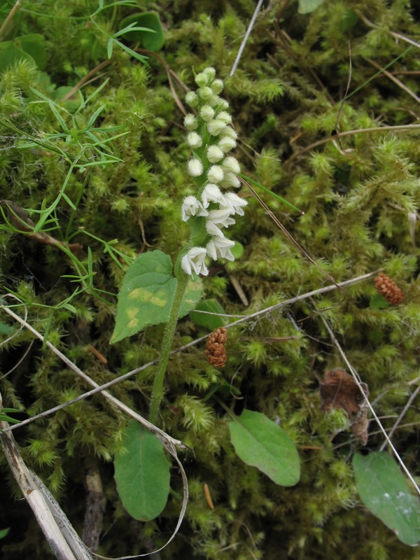 Image of Goodyera repens specimen.