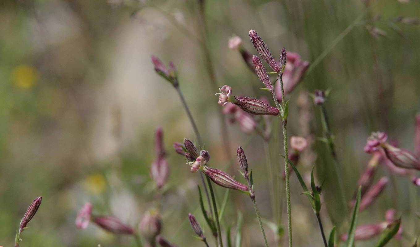 Image of Silene brahuica specimen.