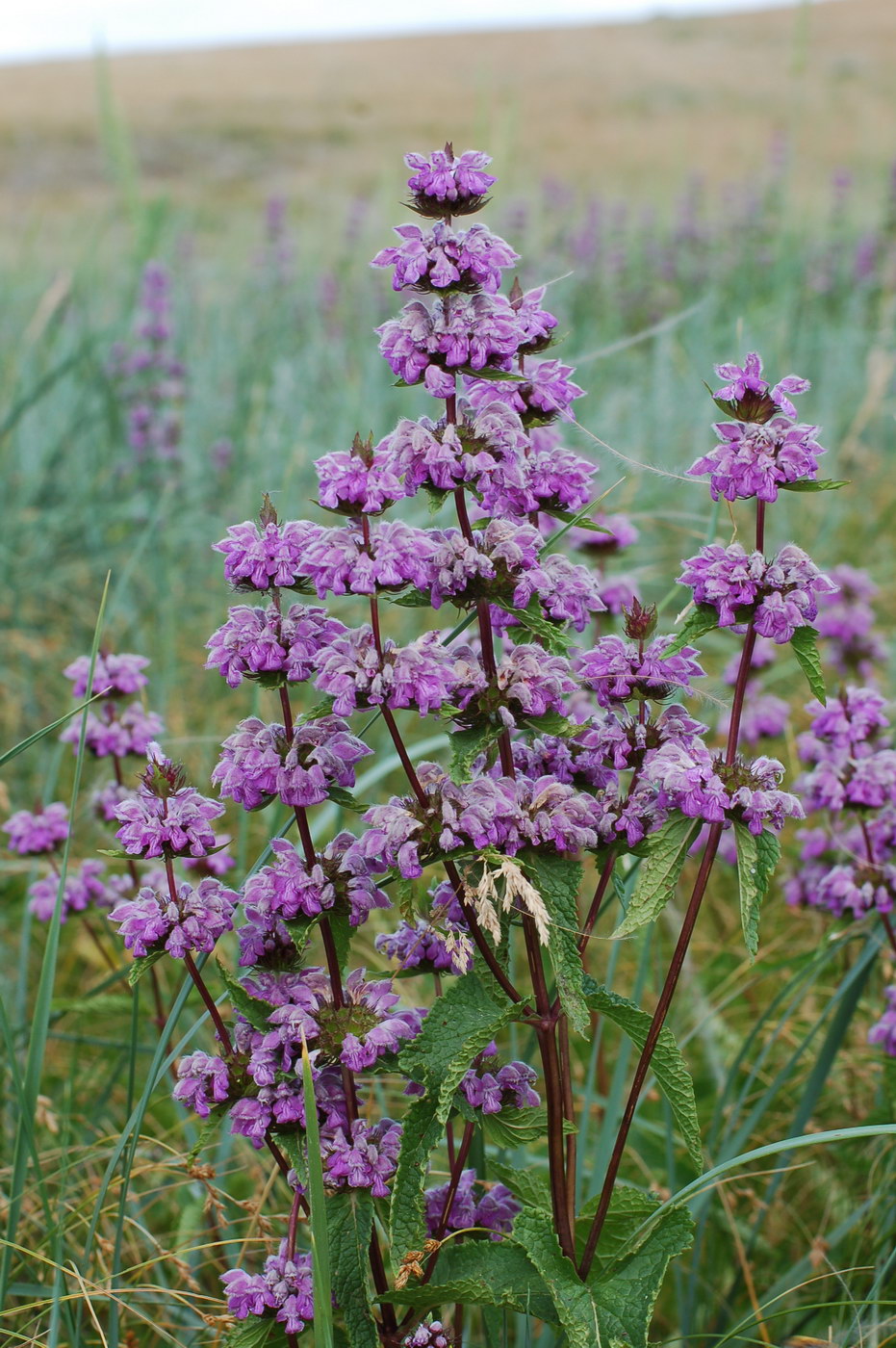 Изображение особи Phlomoides tuberosa.