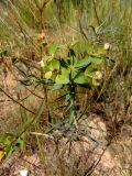 Euphorbia esula. Соплодие с частично осыпавшимися плодами. Украина, г. Запорожье, восточная окраина, долина р. Мокрая Московка, левый берег, на вершине холма, разнотравная степь. 11.07.2020.