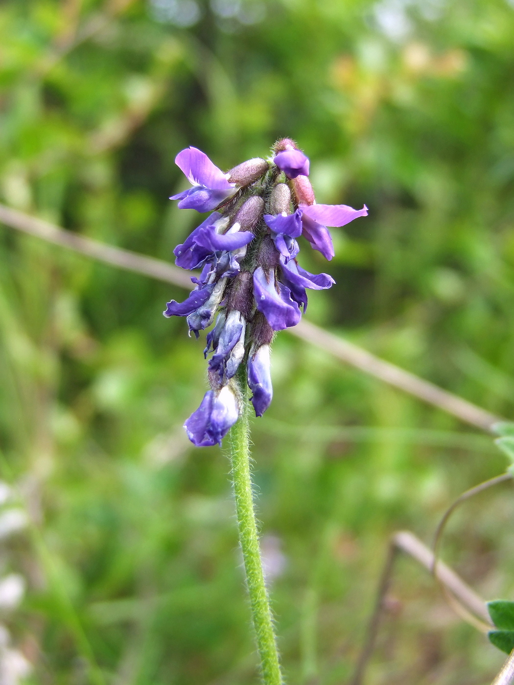 Изображение особи Oxytropis deflexa.