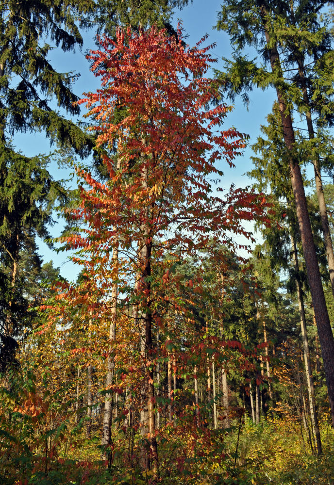 Image of Cerasus pensylvanica specimen.