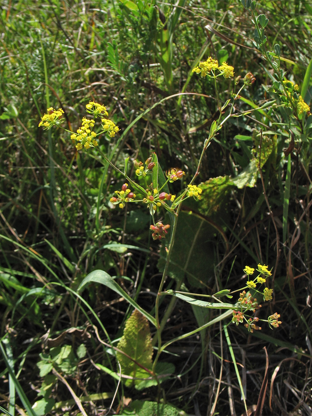 Изображение особи Bupleurum falcatum.