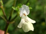 Stachys annua