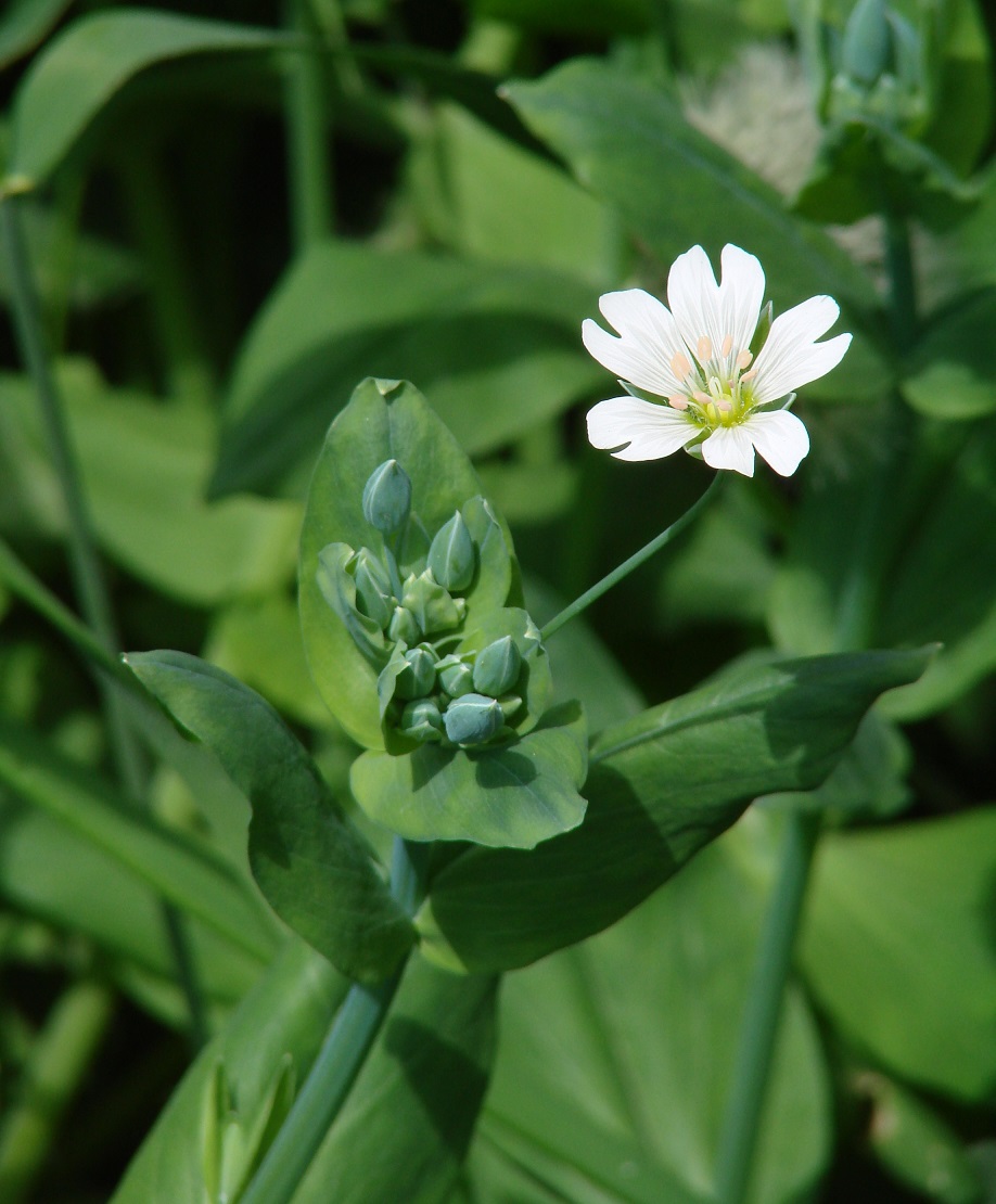 Изображение особи Cerastium davuricum.