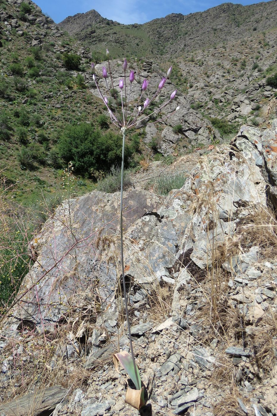 Image of Allium iliense ssp. nuratense specimen.