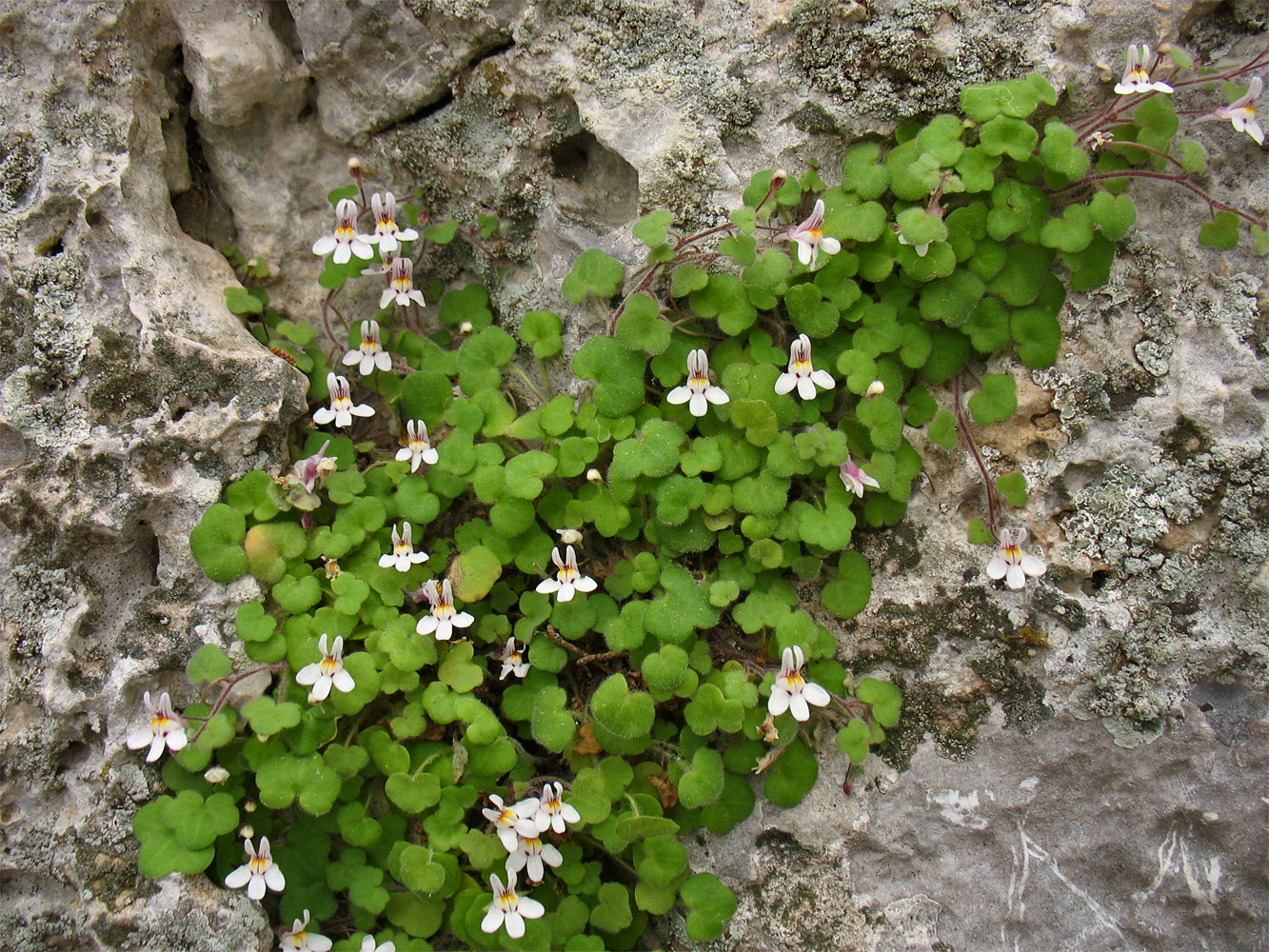 Изображение особи Cymbalaria acutiloba ssp. dodekanesi.