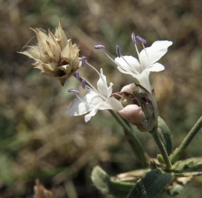 Image of Cephalaria transsylvanica specimen.