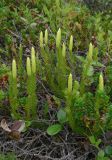 Lycopodium dubium