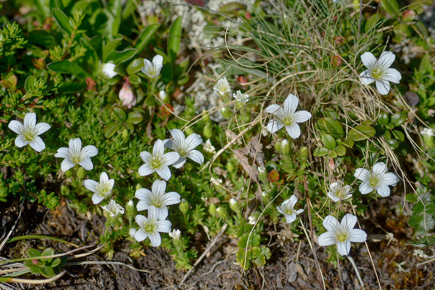 Изображение особи Minuartia imbricata.