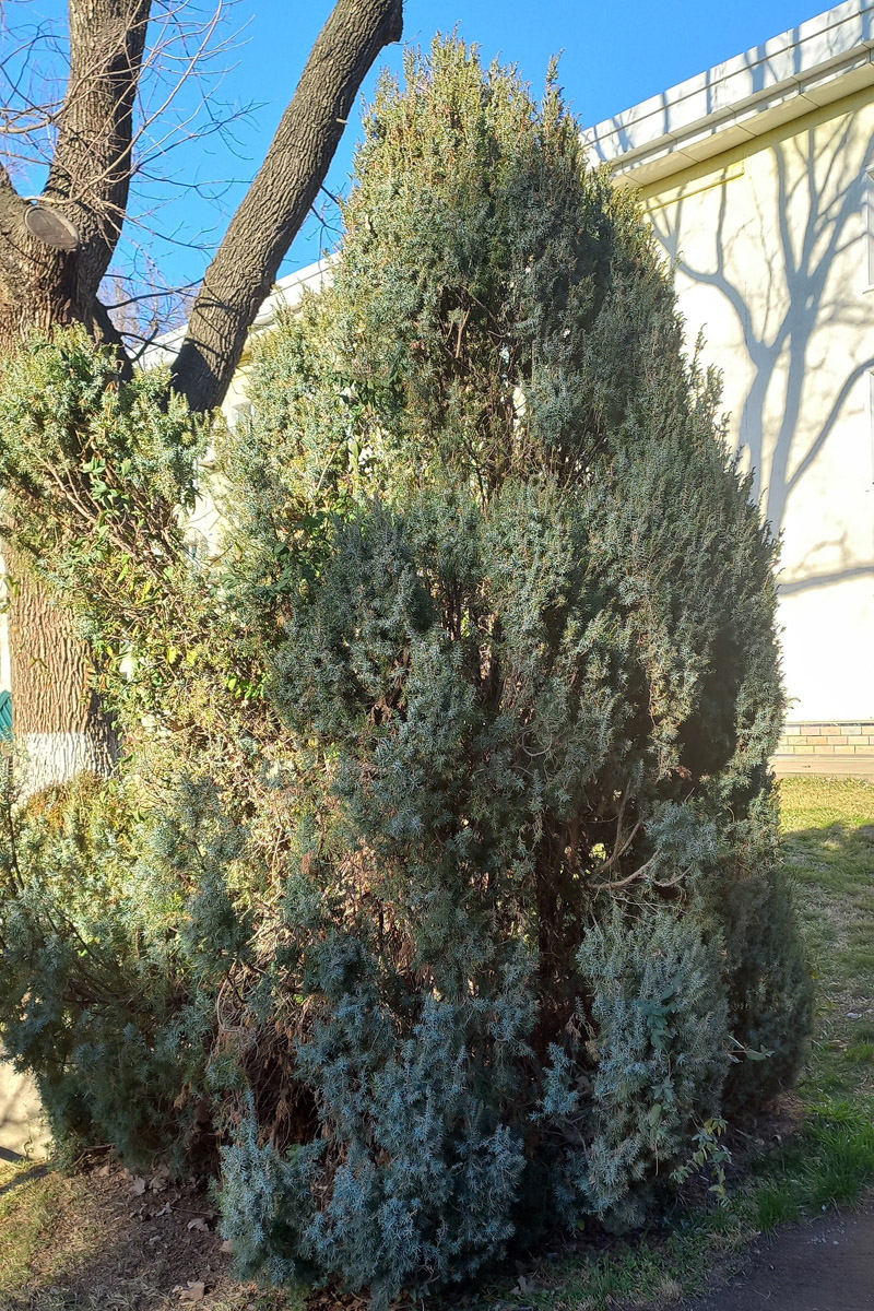 Изображение особи Juniperus communis.