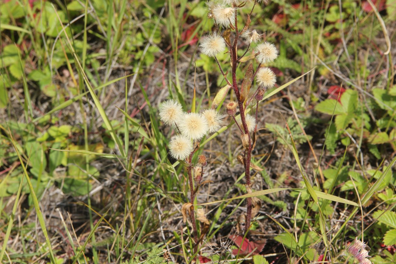 Изображение особи род Erigeron.