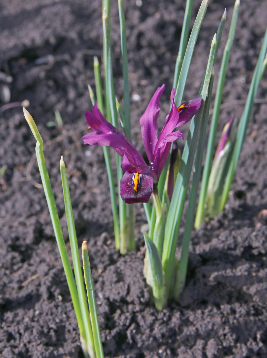 Image of Iridodictyum reticulatum specimen.