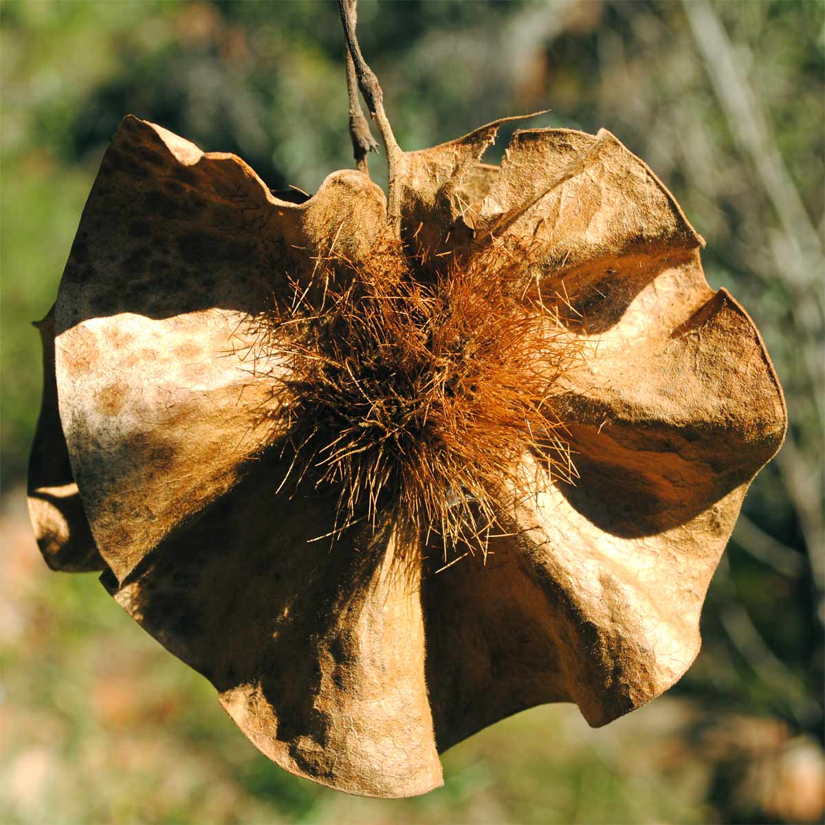 Image of Pterocarpus angolensis specimen.