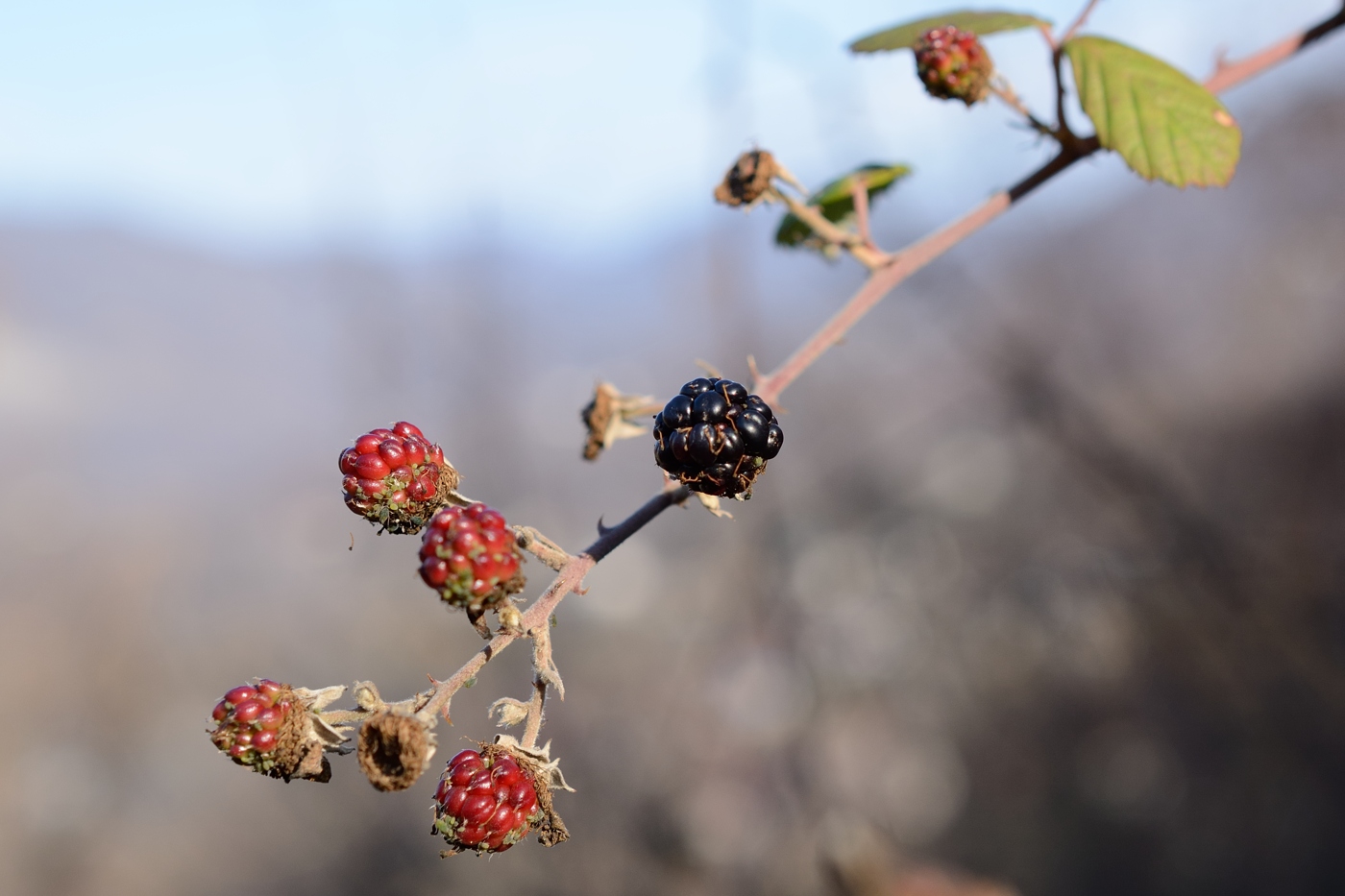 Image of Rubus sanctus specimen.