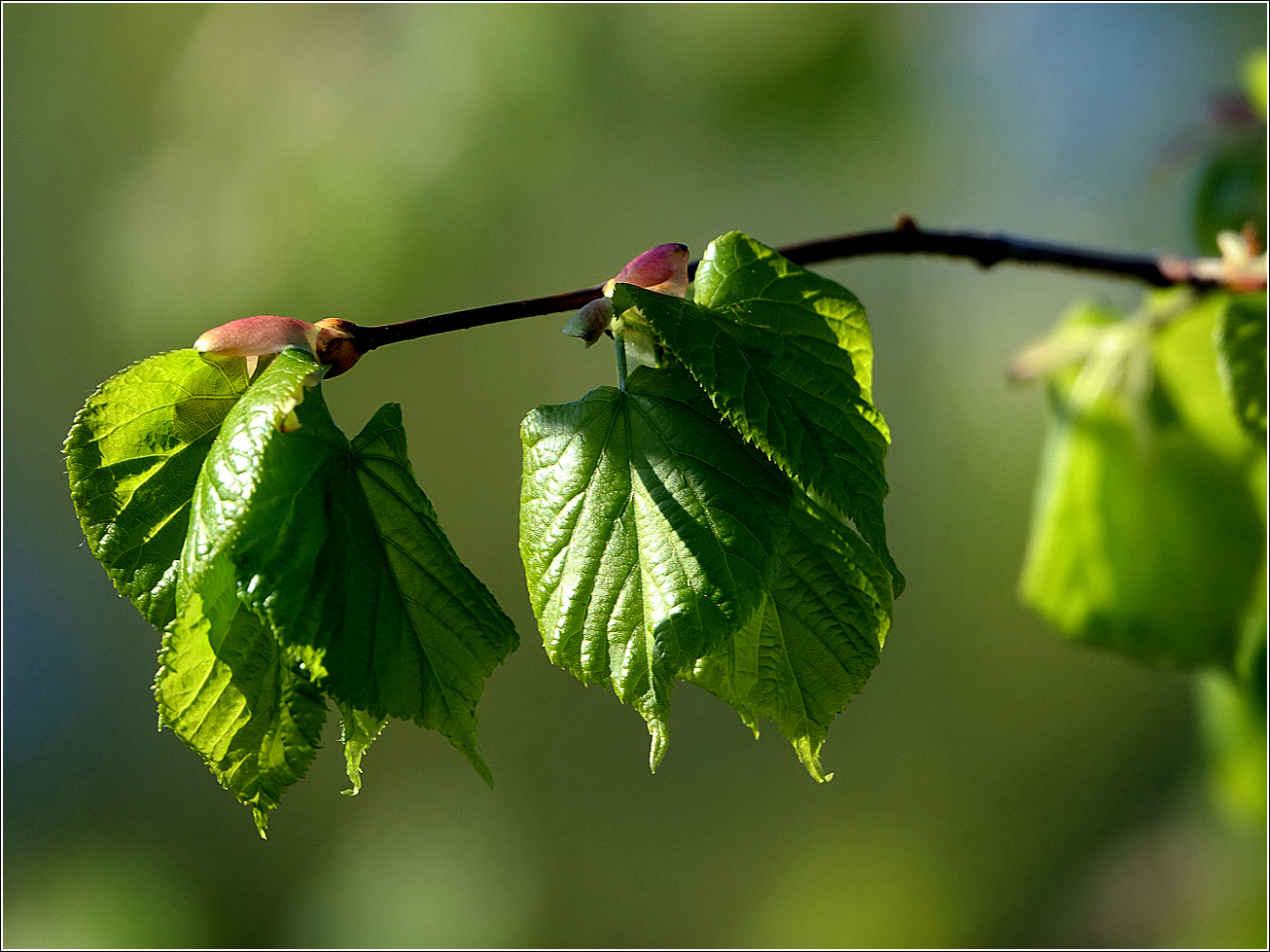 Image of Tilia cordata specimen.