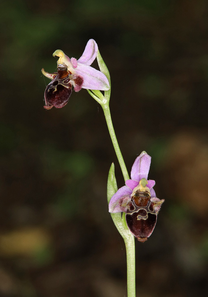 Image of Ophrys oestrifera specimen.