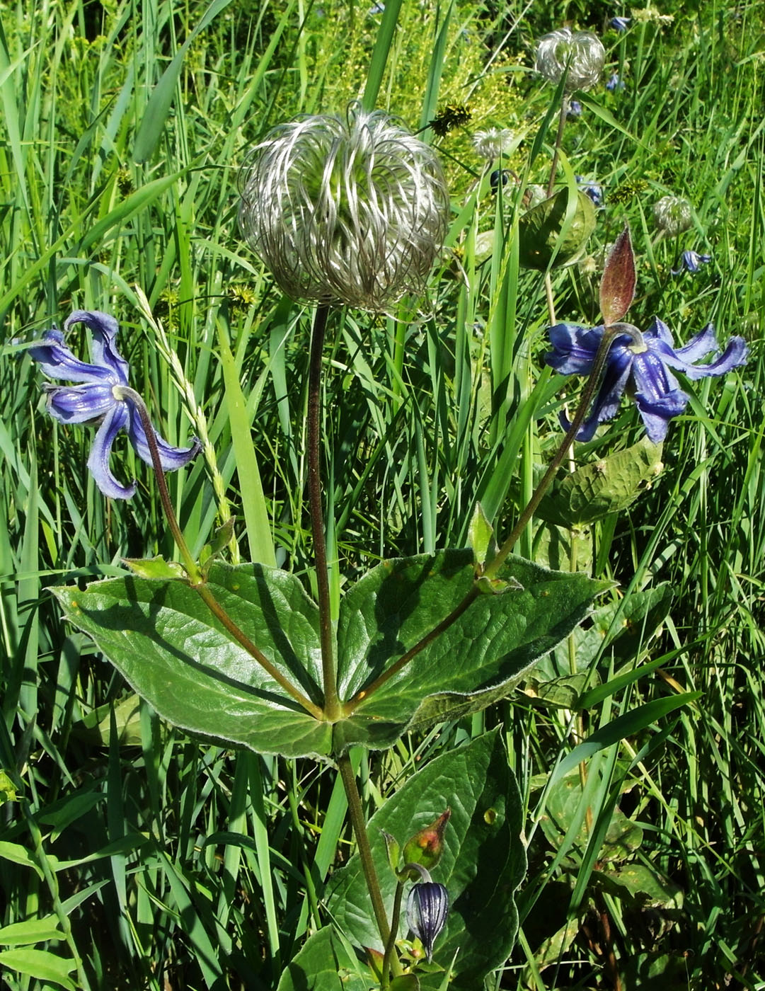 Image of Clematis integrifolia specimen.